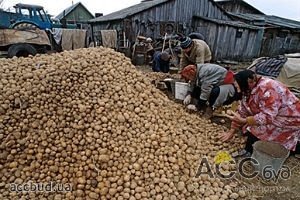 В Украине завершается сбор картофеля