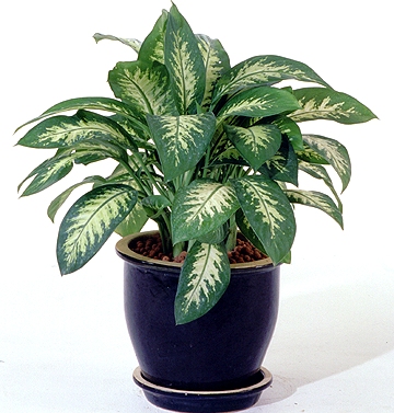 Aglaonema modestum versicolor